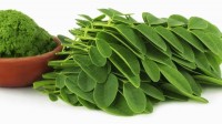 Tác dụng giảm cân không tưởng của cây chùm ngây Moringa Oleifera