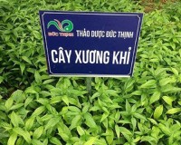 Cây xương khỉ chữa bệnh gì?