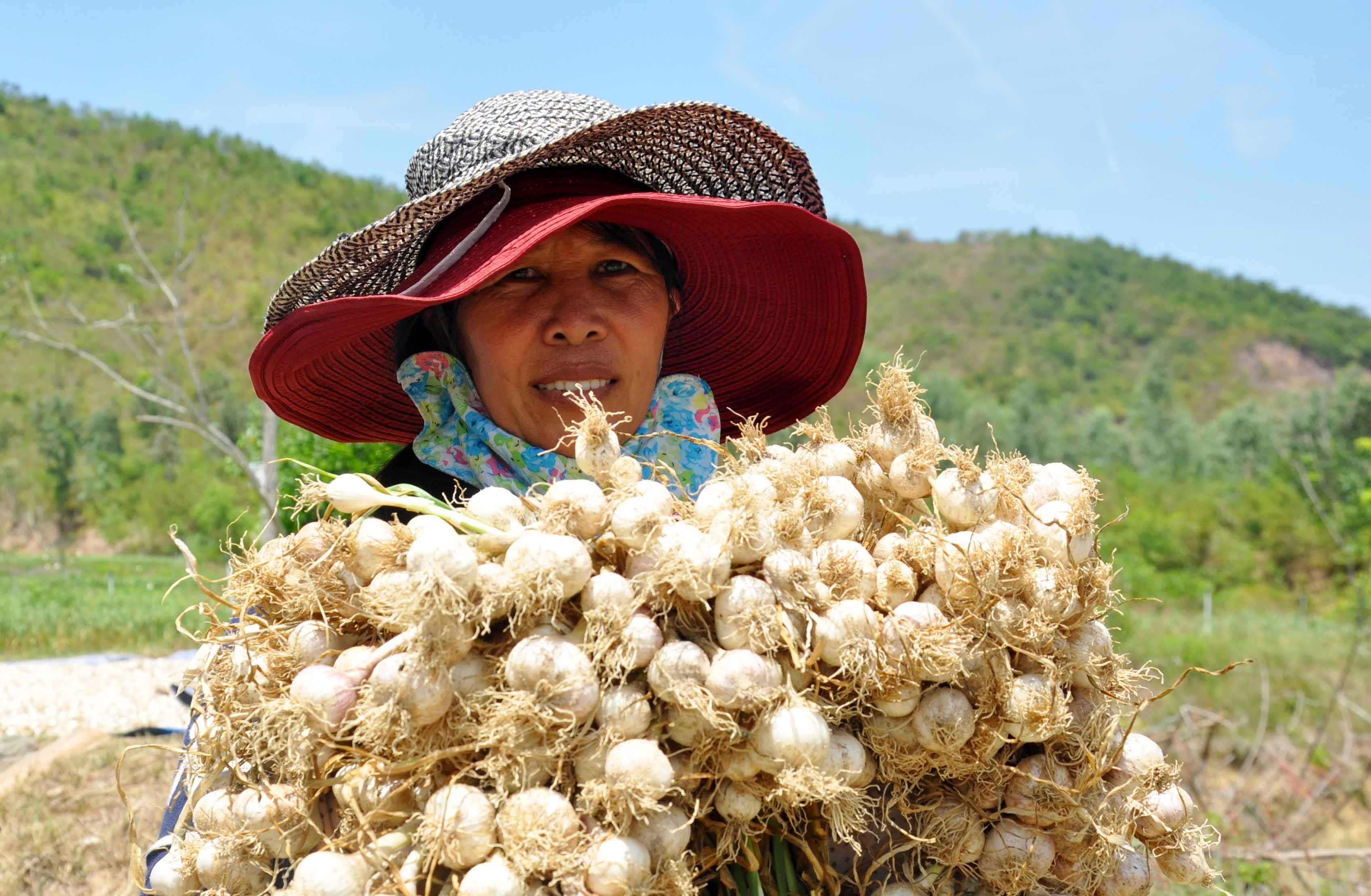 tỏi Lý Sơn