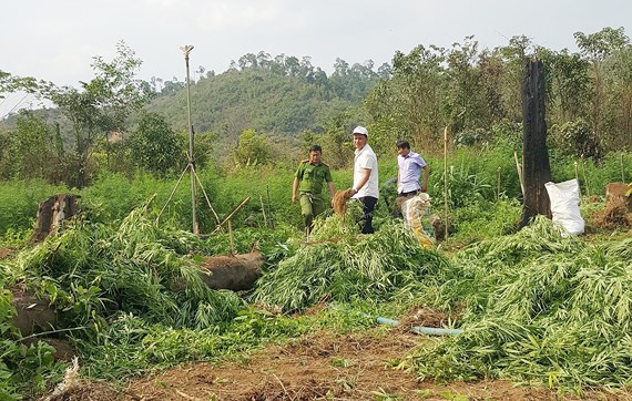 Đắk Nông Phát hiện vụ trồng hơn 7000 cây cần sa trái phép