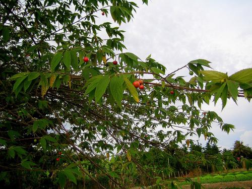 Ăn quả trứng cá có gây ung thư như tin đồn?