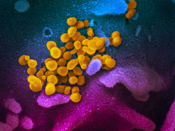 Virus corona tàn phá cơ thể người ra sao? 