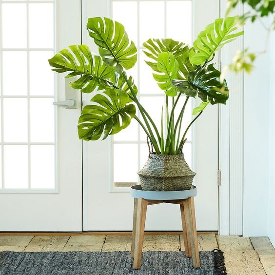 Cây Monstera Giả đậm chất nhiệt đới