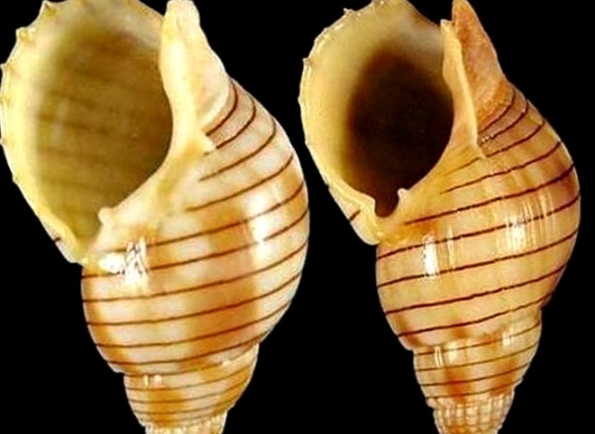 Cảnh báo tử vong từ ngộ độc ốc biển