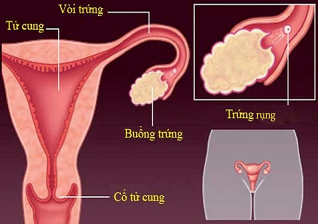 6 giải pháp khắc phục hiện tượng TRỨNG KHÔNG RỤNG