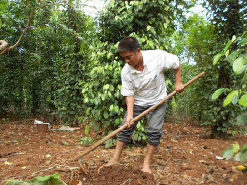 Cứu sống nhiều người bị chó cắn dù đã phát dại nhờ bài thuốc thần kỳ của vị danh y chân đất